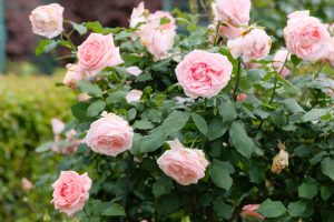 A Rose 'Megan Louise' Bush Form with several blooming pink roses and green leaves, featuring fully open flowers alongside some that are wilting.