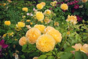 A cluster of blooming Rose 'Megan Louise' Bush Form flowers, with vibrant yellow petals, is surrounded by lush green leaves and other garden blooms.