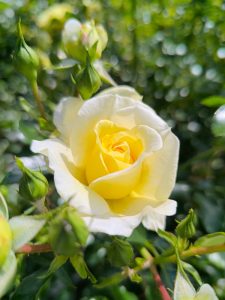 A close-up of a pale yellow Rose 'Megan Louise' Bush Form in bloom, surrounded by green leaves and unopened buds, with sunlight illuminating the petals.