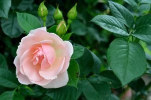 The Rose 'Megan Louise' Bush Form features light pink blooms in full display with three rosebuds, all set against lush green foliage.