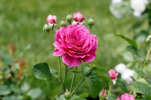 A vibrant Rose 'Megan Louise' bush in full bloom with several rosebuds and green leaves, set against a blurred grassy background.