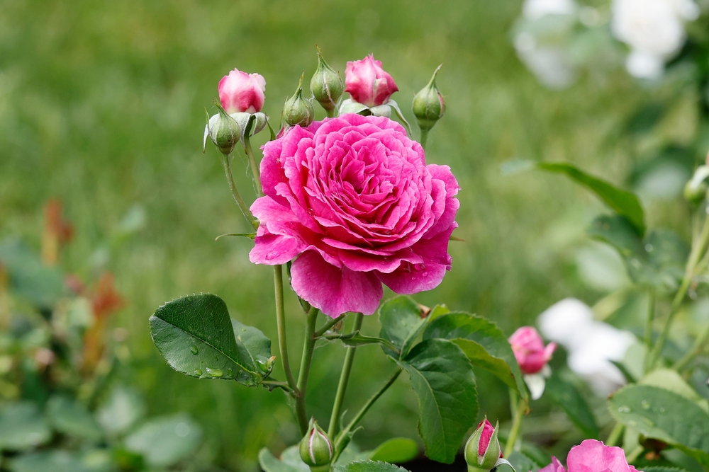 A vibrant Rose 'Megan Louise' bush in full bloom with several rosebuds and green leaves, set against a blurred grassy background.