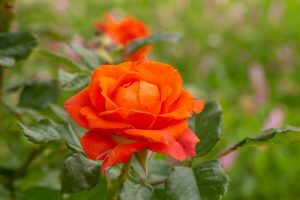 A close-up of a Rose 'Megan Louise' Bush Form bloom, displaying vibrant orange petals amid green leaves, set against a softly blurred green and pink background.