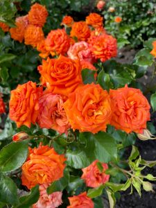 A cluster of vibrant Rose 'Megan Louise' Bush Form blooms in full display, surrounded by green leaves with dark soil in the background.