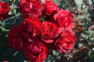 A cluster of vibrant Rose 'PS I Love You®' blooms with lush green leaves, captured outdoors in natural sunlight.