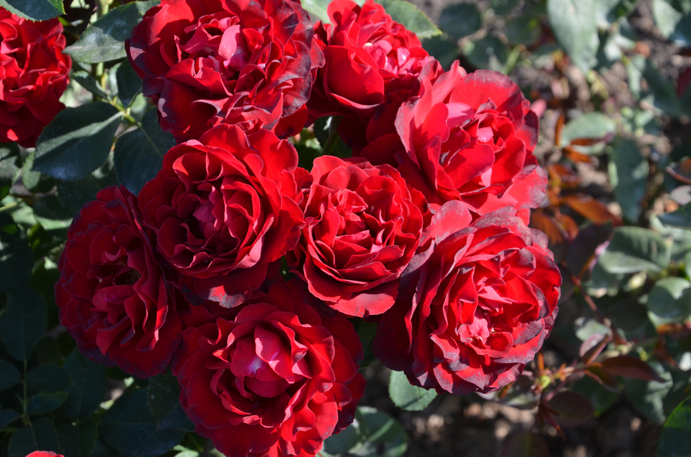A cluster of vibrant Rose 'PS I Love You®' blooms with lush green leaves, captured outdoors in natural sunlight.