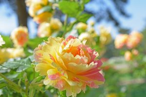 A close-up of Rose 'Megan Louise' Bush Form in full bloom, showcasing its vibrant yellow and pink petals among green leaves, with softly blurred roses in the background.
