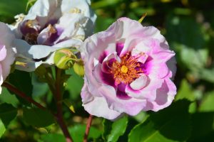 A close-up of a blooming Rose 'Paul Cezzane®' Delbard Bush Form, displaying its pink and white petals with a yellow center, surrounded by green leaves and buds.