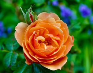 A Rose 'Paul Cezzane®' Delbard Bush Form, with vibrant orange petals in full bloom beside a closed bud, is surrounded by green leaves and blurred purple flowers in the background.