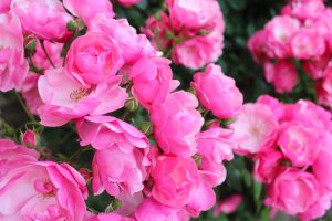 A cluster of vibrant Rose 'Paul Cezzane®' Delbard Bush Form blooms, with lush green leaves in the background.