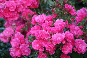 Clusters of vibrant pink 'Pink Forest Rose' 3ft Standard blooms stand out amid green leaves and unopened buds in the background.