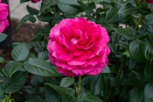 A close-up of the vibrant pink Rose 'Pretty Lady™' Bush Form in full bloom, set against lush green leaves and garden soil in the background.