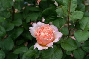 A single pale pink Rose 'Paul Cezzane®' Delbard Bush Form in full bloom is surrounded by green leaves.
