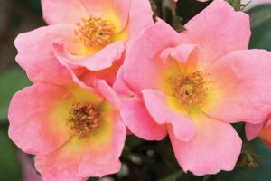 Three 'Blushing Knockout®' bush rose flowers with yellow centers and visible stamens cluster together, surrounded by lush green foliage.
