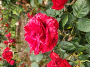 Close-up of a blooming Rose 'Paul Cezzane®' Delbard Bush Form with variegated red petals, surrounded by green leaves and other roses in a garden setting.