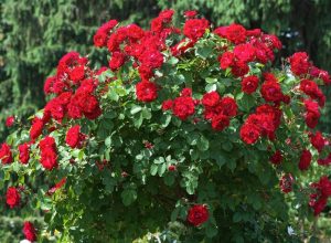 A lush Rose 'Red Success' bush blooms with vibrant flowers and green leaves, set against a backdrop of softly blurred evergreen trees.