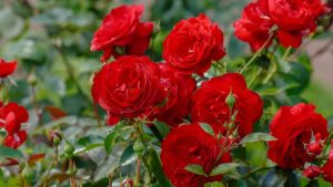 A cluster of blooming Rose 'Paul Cezzane®' Delbard Bush Form, featuring elegant red flowers with green leaves and several rosebuds in a garden setting.