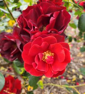 Close-up of vibrant red Rose 'Paul Cezzane®' Delbard Bush Form in bloom, with green leaves and a softly blurred background of soil and scattered petals.