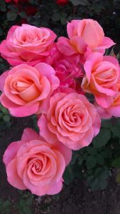 A cluster of six blooming pink Rose 'Paul Cezzane®' Delbard Bush Form (Copy) with green leaves in the background.