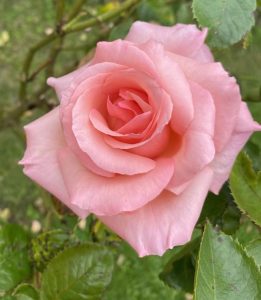 A close-up of a single pink rose in bloom with green leaves and an out-of-focus grassy background.