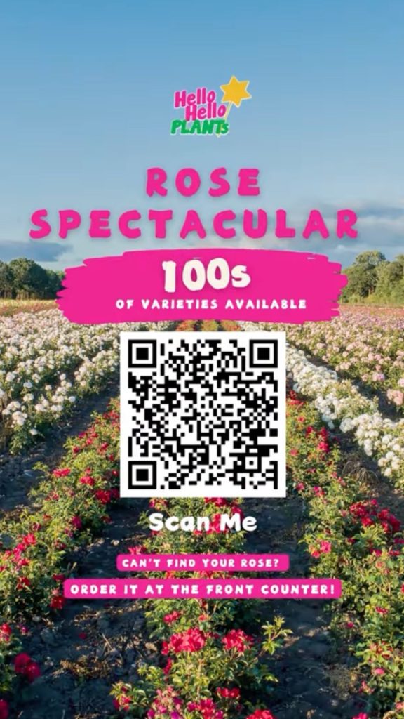 Rows of blooming roses in a field with a QR code and text promoting a “Rose Spectacular” at Hello Hello Plants, featuring hundreds of varieties including Bare Rooted Roses and stunning Bare Rooted Standard Roses.