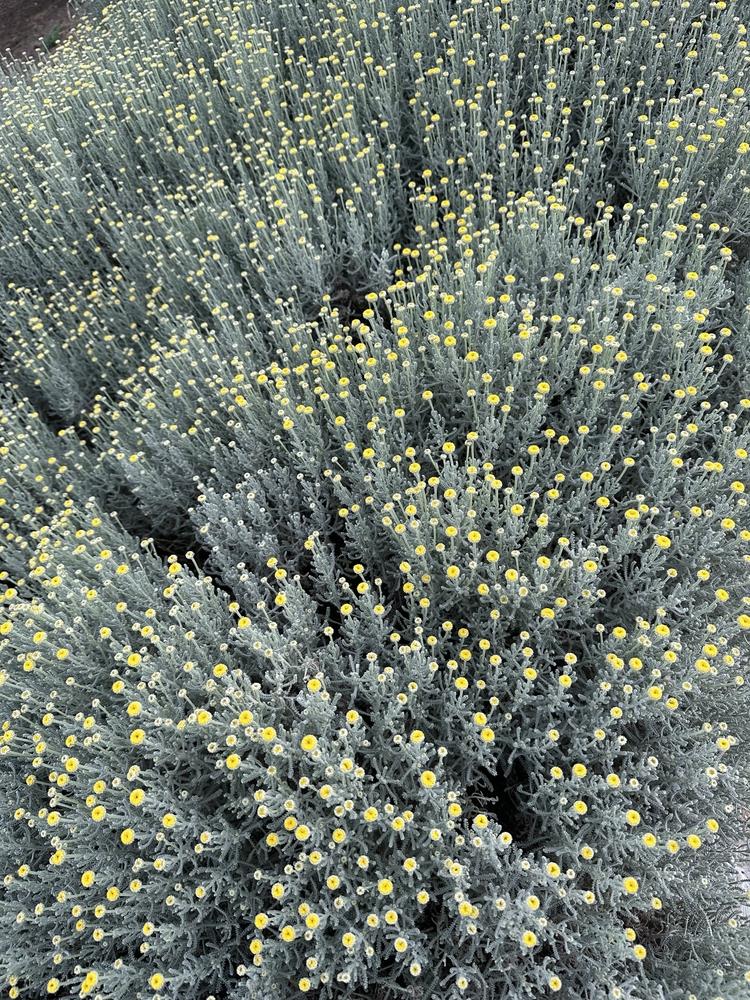 Dense clusters of silvery-green Santolina 'Cotton Lavender' in an 8" pot with small, round yellow buds viewed from above. Growers Flash Sale!.