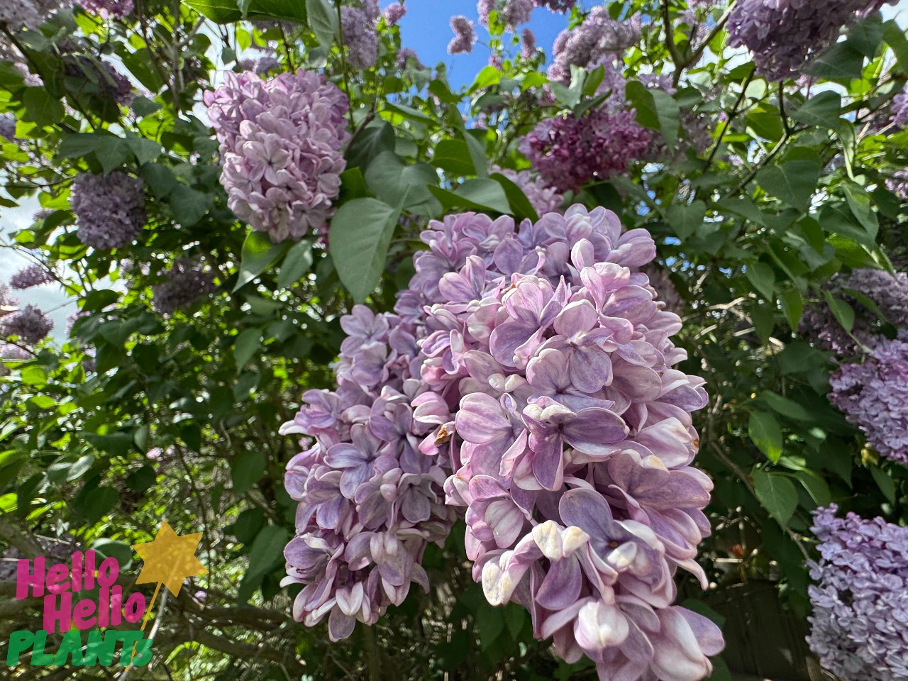 Close-up of Syringa 'Alice Eastwood' Lilac (Bare Root) flowers in bloom on a bush, with green leaves and blue sky behind. "Hello Hello Planty" logo appears at the bottom left corner. Growers Flash Sale!.