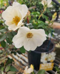 White blooms and green leaves adorn the Rose 'White Knockout®' Bush Rose in a pot, with a "WHITE" tag visible in the background.