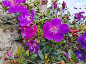 Purple flowers with five petals and white stamens grow among green leaves and unopened buds, with a rock and partly cloudy sky in the background.