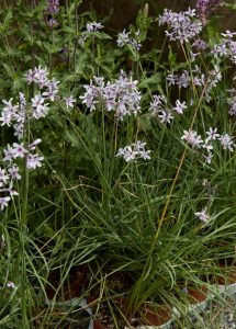 Tulbaghia 'Ashanti Pearl' Society Garlic in a 6" pot features tall, green, grass-like leaves and clusters of small, star-shaped pale purple flowers—ideal for potted gardens.