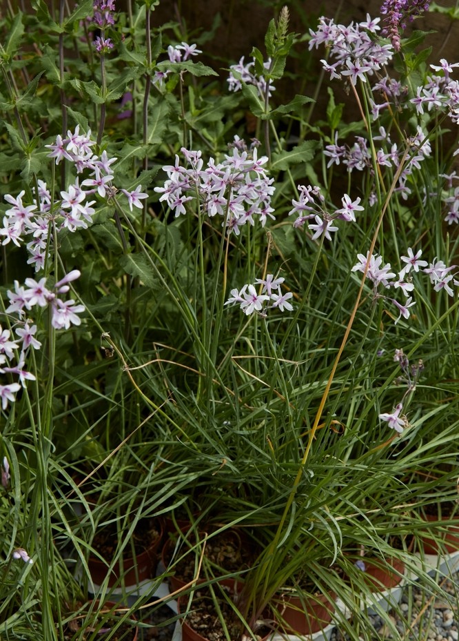 Tulbaghia 'Ashanti Pearl' Society Garlic in a 6" pot features tall, green, grass-like leaves and clusters of small, star-shaped pale purple flowers—ideal for potted gardens.