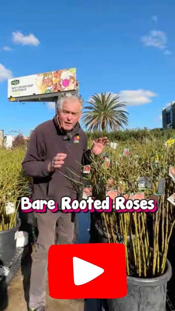 A man stands among potted Bare Rooted Standard Roses outdoors under a blue sky, with a palm tree and billboard in the background. "Bare Rooted Roses" text and a play button icon overlay the image.