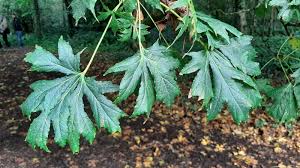 Close-up of Acer 'Eagle's Claw Maple' leaves—green and lobed—on a branch, with a blurred forest backdrop. Supplied in a 10" pot, perfect for container growing.