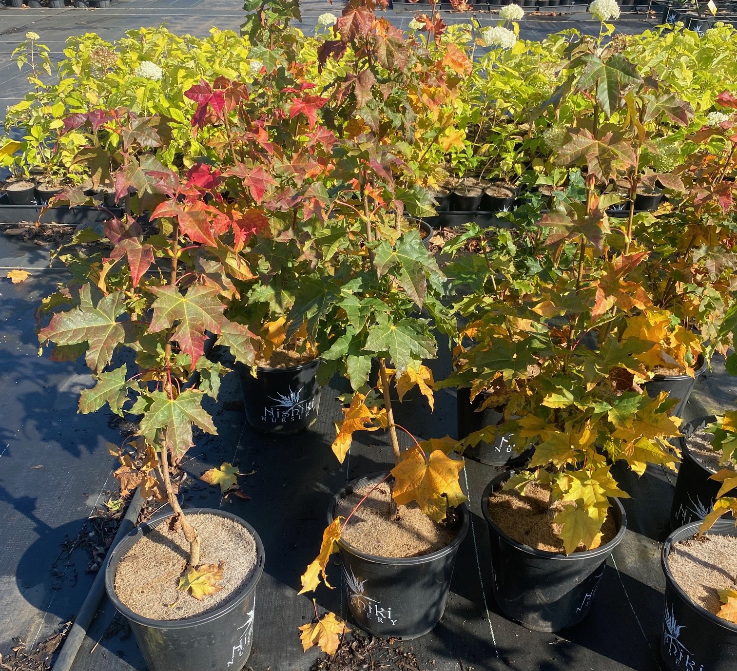 Acer platanoides 'Globosum' Designer Maple 10" Pot displays green, red, and yellow leaves outdoors on a black surface, with additional potted maples seen in the background.