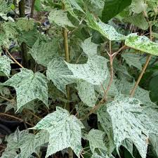 Acer 'Stardust' Maple in an 8" pot features distinctively speckled white and green leaves, thriving among other foliage.