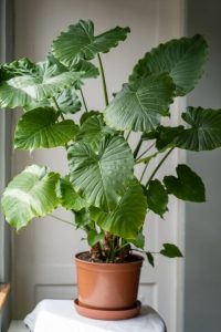 A potted plant with large, green, heart-shaped leaves placed indoors near a window.