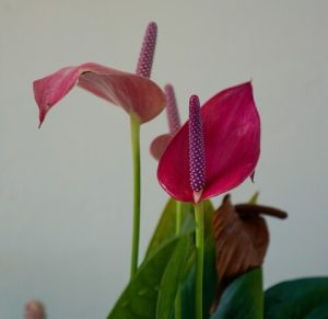 Close-up of Anthurium 'Alexia Allure' in a 7’’ pot, showcasing two vibrant flowers and glossy green leaves against a light background.