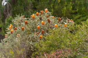 A shrub with numerous orange cylindrical flower spikes is surrounded by green foliage and set against a background of trees.