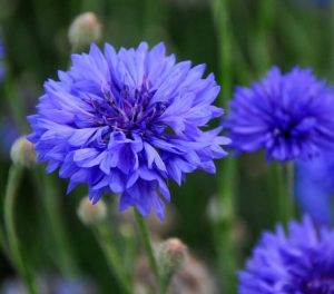 Close-up of Cornflower 'Blue' in bloom, potted in a 4" pot, with a blurred green background and other blue blooms visible.