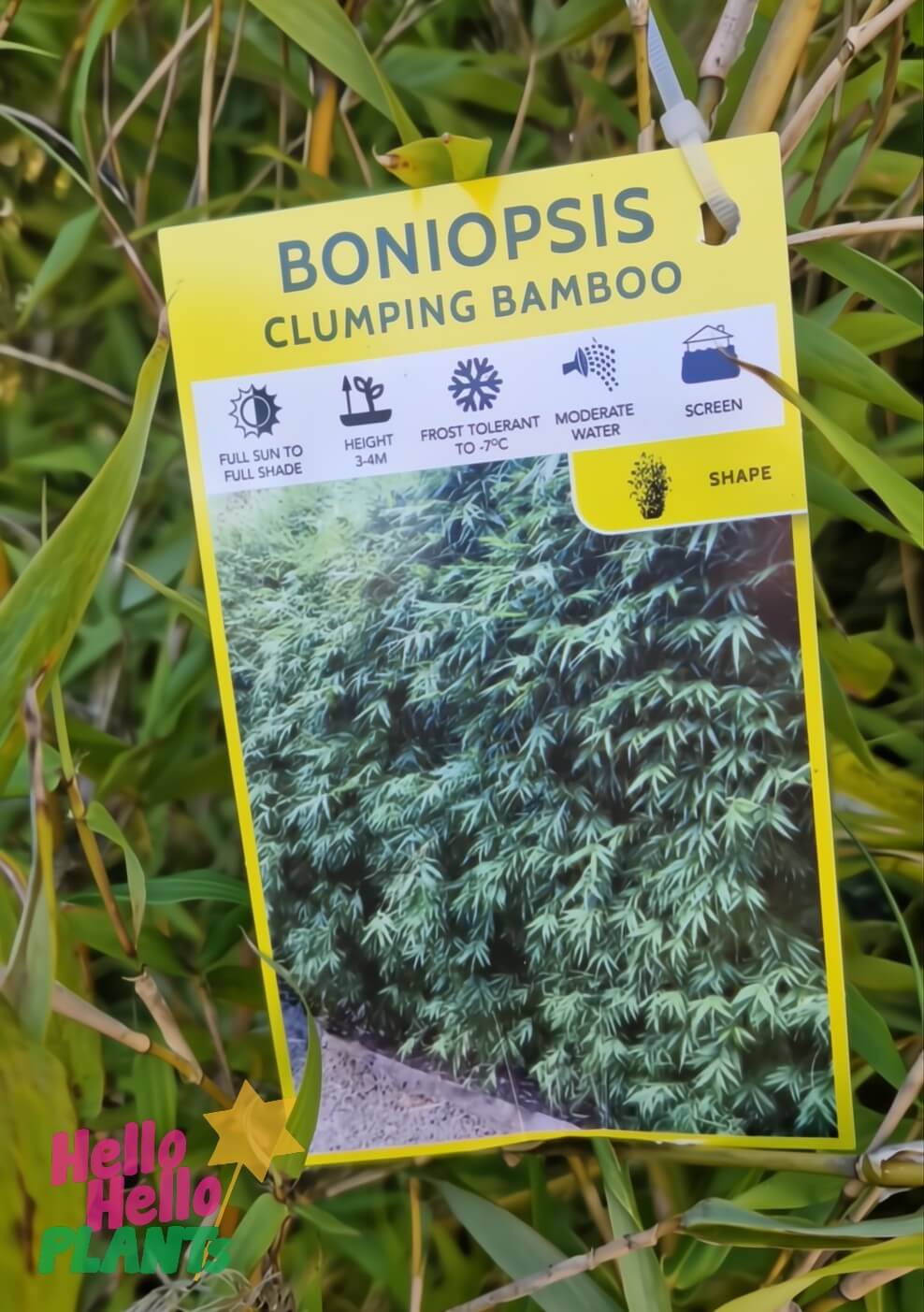 A plant tag for Bambusa 'Boniopsis' Bamboo 12" Pot, featuring care instructions, growth information, and a photo of lush green bamboo foliage.