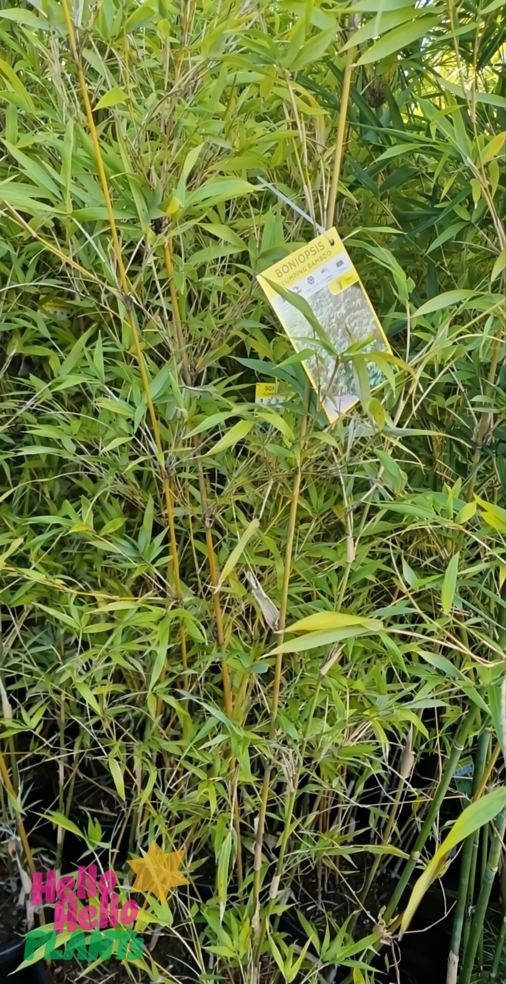 Bambusa 'Boniopsis' Bamboo in a 12" pot features slender green leaves and yellow stems, displayed in a nursery with an info tag attached to one stalk.