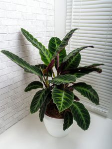 A potted Calathea plant with green and purple leaves sits on a white table near a window with closed blinds and a white brick wall.
