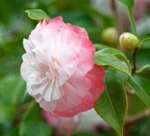 Camellia ‘Nuccio’s Pearl’ 6” Pot features delicate pink and white blooms nestled among lush green leaves, with buds forming in the background. Perfect for growing beautifully in a 6-inch pot.