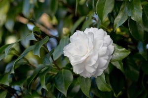 A single white camellia flower in full bloom surrounded by green leaves.