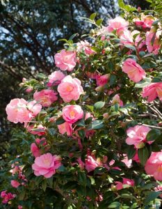 A bush with numerous pink camellia flowers in bloom, surrounded by dense green leaves, with sunlight shining through and trees in the background.
