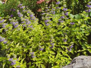 A dense cluster of Caryopteris 'Hint of Gold' 6’’ Pot, with green leaves and small purple flowers, grows in the garden, highlighted by golden accents and rocks in the lower right corner.