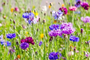 A close-up view of Cornflower 'Mix' in a 4" Pot displays vibrant purple, blue, and magenta blooms among lush green stems and buds—ideal for brightening up any garden.