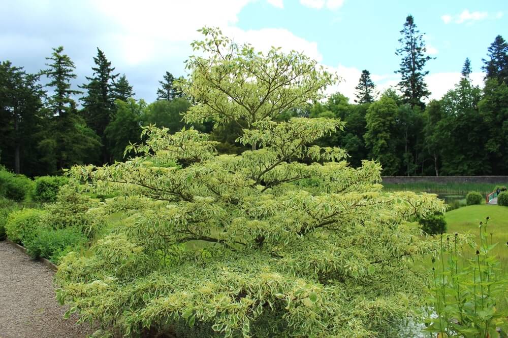 A variegated dogwood tree with light green and cream leaves stands in a landscaped garden, surrounded by grass, shrubs, and tall trees in the background.