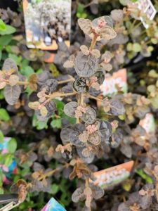 Close-up of a plant with oval, mottled green and brown leaves and small pink buds, surrounded by other similar plants and plant tags in the background.