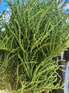 Close-up of a dense, bushy green plant with thin, upright and slightly twisted stems against a blurred outdoor background.